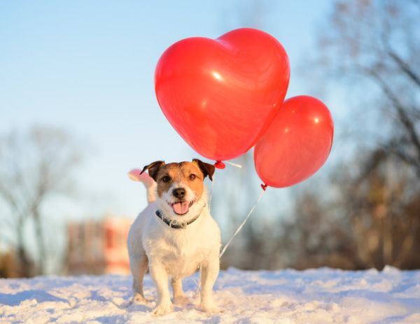 balloons with pregnancy announcement note attached