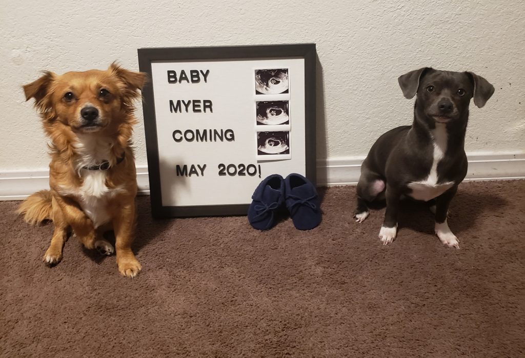 use your dog for your pregnancy announcement