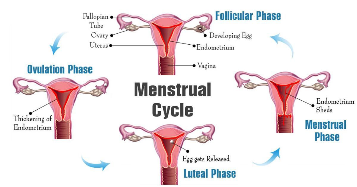 Learn How to Calculate the Fertile Period